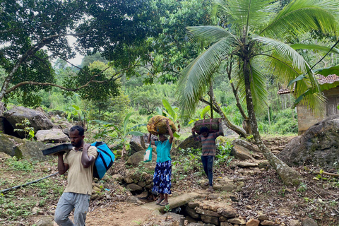 Colombo: Tour delle piantagioni di tè e delle tenute di gomma con pranzo