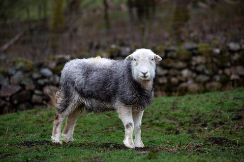 Chester: Lake District Tour with Lake Cruise & Train