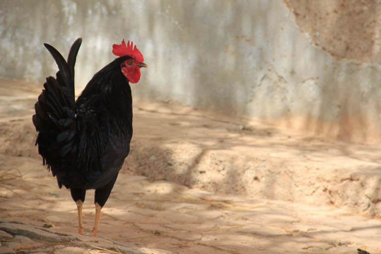 Boa Vista Lighthouse and Wild East 4x4 Jeep Tour