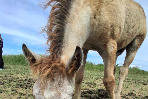 Camargue: Discover Horses and Wild Birds by Electric Golf Cart Petit Rhône Reserve – Immersive tour in a 2-seater electric vehicle
