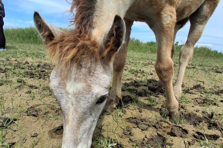 Camargue: Discover Horses and Wild Birds by Electric Golf Cart Petit Rhône Reserve – Immersive tour in a 2-seater electric vehicle