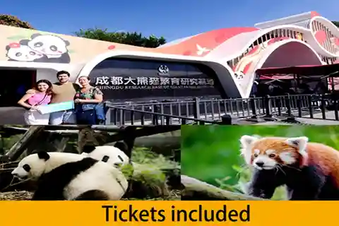 Chengdu panda base half day tour