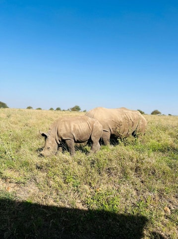 Nairobi: Halbtägige Safari-Tour im Nationalpark mit Abholung