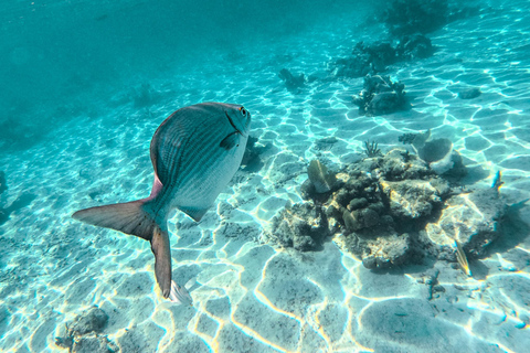Akumal: Sea Turtles Snorkeling Tour with Park Entry Fee