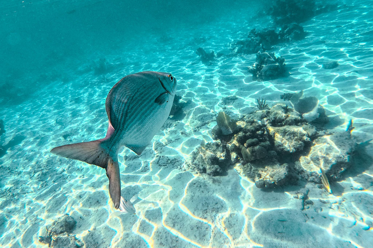 Akumal: Sea Turtles Snorkeling Tour with Park Entry Fee