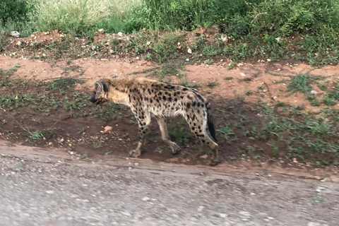 Nairobi National park sunrise game drive with pickup/dropoff