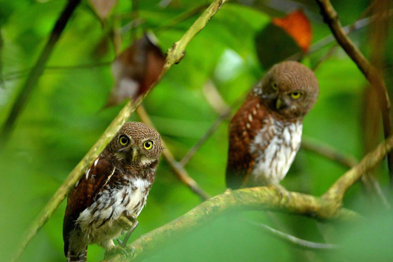 Colombo: Kithulgala Rainforest Birdwatching Tour & Lunch Colombo: Kithulgala Birdwatching Group Tour & Lunch