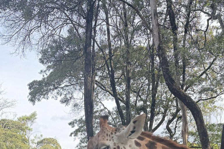Nairobi: Giraffe Encounter With Feeding Experience