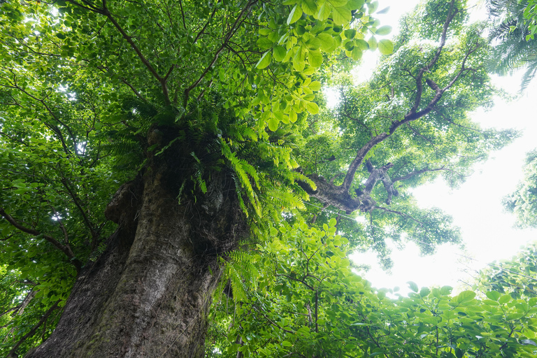 Naha: Okinawa Shuri Castle Peace Walking Tour