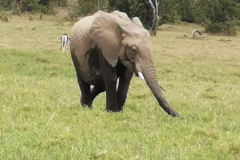 Safari nocturno al Parque Nacional de Amboseli desde Nairobi