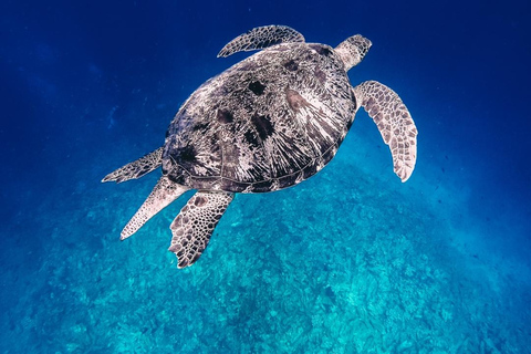 Gili Air: Snorkeling privado em 4 locais com câmara GoPro