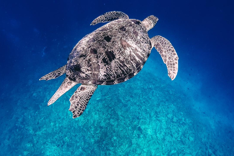 Gili Air: Prywatny snorkeling w 4 miejscach z kamerą GoPro