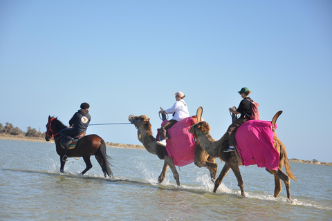 Djerba: Giro in cammello verso la Laguna Blu al tramonto