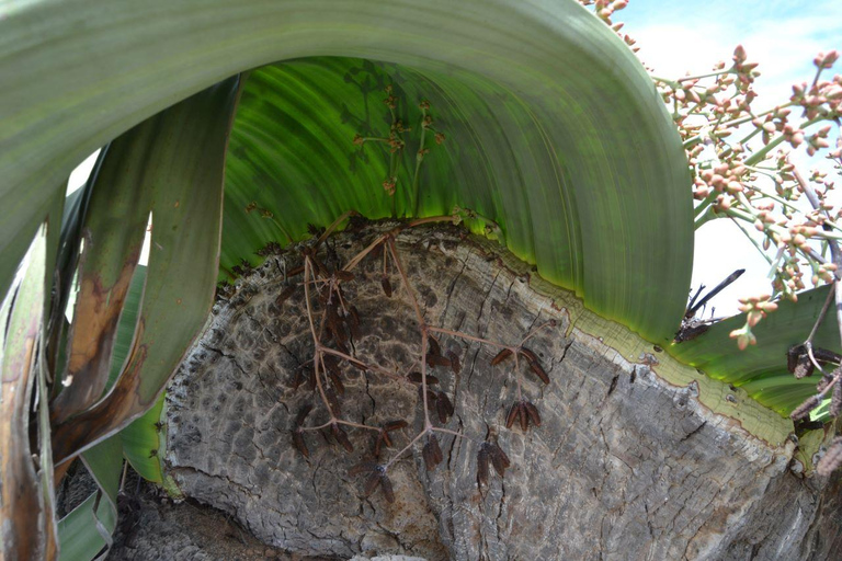 Walvis Bay: Cruiseliner Excursions