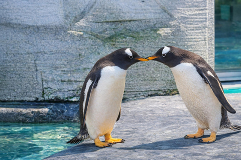 Hokkaido Asahiyama Zoo & Blue Pond Tour & Ningle Terrace 8:00 am meet at Odori Park subway station exit 31
