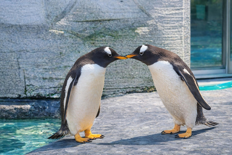 Hokkaido Asahiyama Zoo & Blue Pond Tour & Ningle Terrace 8:00 am meet at Odori Park subway station exit 31