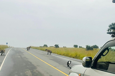 Uganda: 3-Day Murchison Falls & Kibale Chimpanzee Trekking