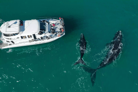 Private Full-Day Hermanus Whale Tour with Whale Watching
