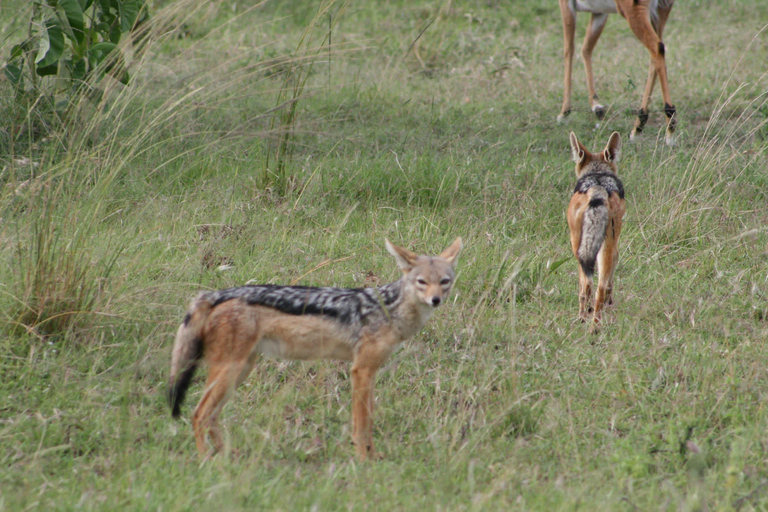 Tarangire National Park: 2-Day Flying Safari