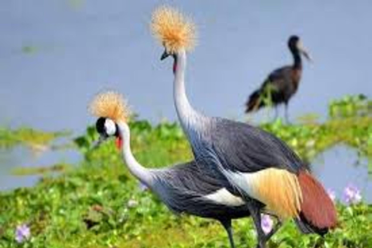 Kenya: 10-Day Bird Watching Safari with Accommodation