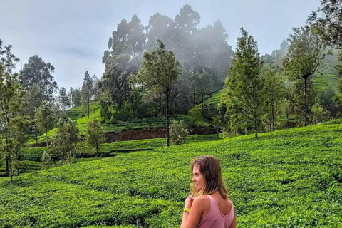 Kandy: Nuwara Eliya, Ambewela Drop Tour & Ella Train journey Kandy: Nuwara Eliya, Ambewela Drop Tour by car or van
