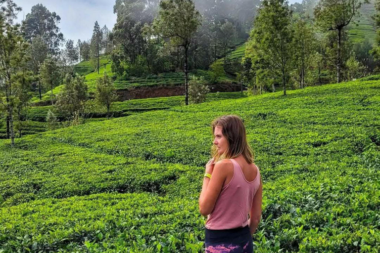 Kandy: Nuwara Eliya, Ambewela Drop Tour & Ella Train journey Kandy: Nuwara Eliya, Ambewela Drop Tour by car or van
