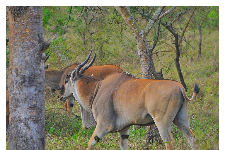 From Kampala/Entebbe: 3-Day Sipi Falls & Pian Upe Safari
