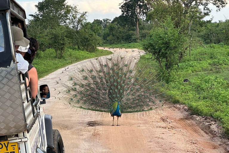 From South Coast: Udawalawe Park Safari with Ella Drop-off