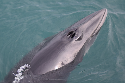 Húsavík: Whale Watching Tour with Heated Indoor Seating