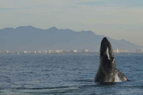 Puerto Vallarta: Whale Watching Adventure Tour