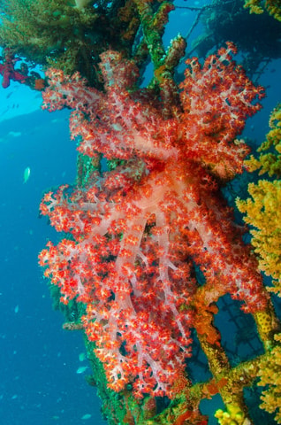 Private: Punta Cana: Reef Diving Adventure with Hotel Pickup