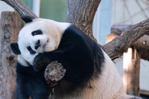 Beijing: Zoo & Star Pandas Exploration Pass