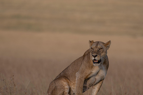 Viaggio di un giorno da Nairobi a Maasai Mara - AWNairobi: Escursione di un giorno nella Riserva Nazionale di Maasai Mara - Privato