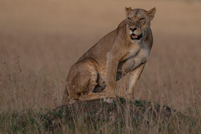 Viaggio di un giorno da Nairobi a Maasai Mara - AWNairobi: Escursione di un giorno nella Riserva Nazionale di Maasai Mara - Privato