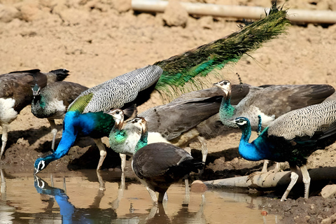 Tour privato da Agra a Bharatpur con Fatehpur Sikri nello stesso giorno