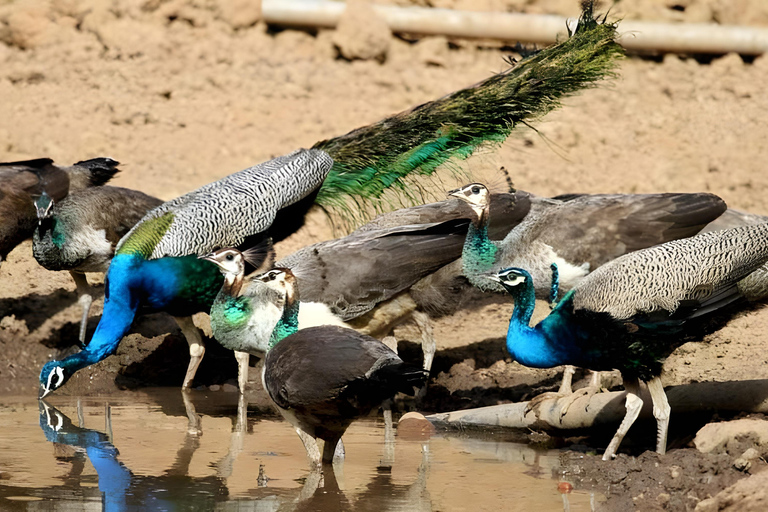 Tour privato da Agra a Bharatpur con Fatehpur Sikri nello stesso giorno