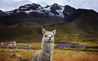 Route du soleil, voyage en bus de Cusco à Puno avec des arrêts - Housity