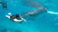 Whaleshark nuoto & Sardine corsa, tartaruga inseguire gita di un giorno - Hizvo