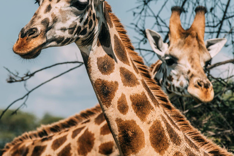 Rwanda&amp; Burundi: Primates, Big Five And Cultural Experience