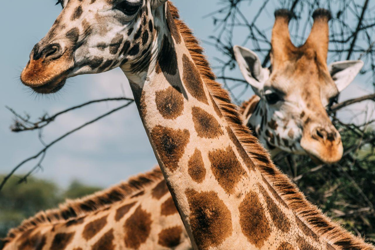 Rwanda&amp; Burundi: Primates, Big Five And Cultural Experience