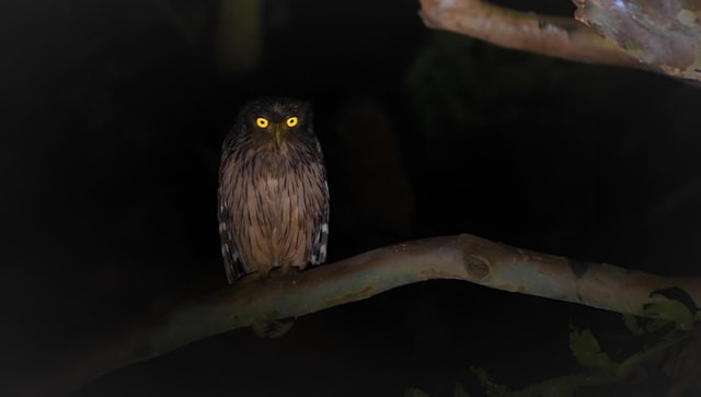 Sigiriya: Night Animal Watching Tour with Guide