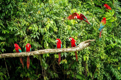 Manu: 8-Day Amazon Wildlife & Jungle Expedition