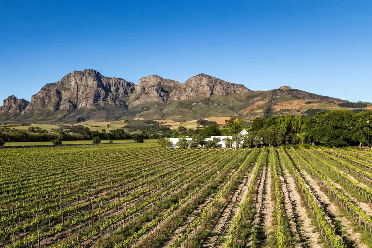 Cape Town: Stellenbosch Wine Region Private Tour