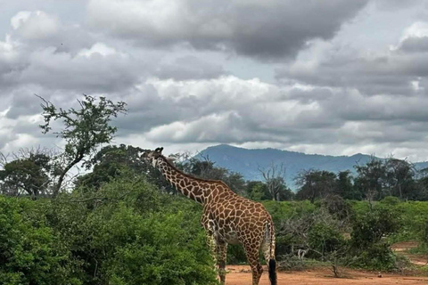 3-Day Safari in Tsavo East, Ngutuni, & Salt Lick – Big Five & Sunset Views 3-Day Safari in Tsavo East, Ngutuni & Salt Lick – Big Five & Sunset Views