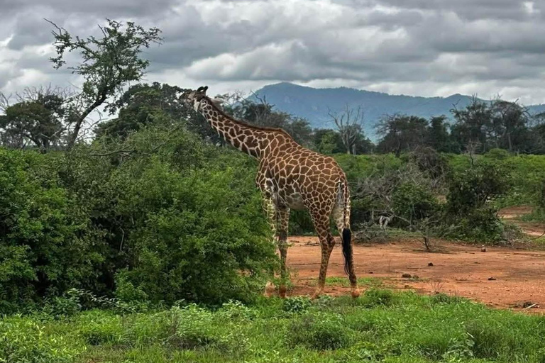3-Day Safari in Tsavo East, Ngutuni, & Salt Lick – Big Five & Sunset Views 3-Day Safari in Tsavo East, Ngutuni & Salt Lick – Big Five & Sunset Views
