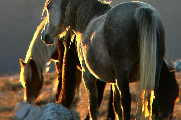 Livno: Guided Wild Horses Tour with Local Aperitif