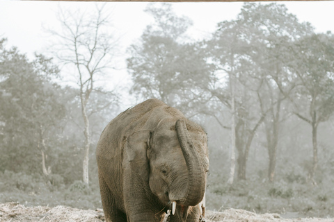 Chitwan: 3-daagse rondleiding door nationaal park met wildsafariChitwan: 3-daagse rondreis door het nationale park met wildsafari