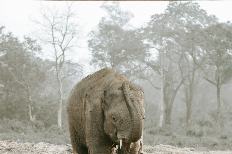 Chitwan: 3-daagse rondleiding door nationaal park met wildsafariChitwan: 3-daagse rondreis door het nationale park met wildsafari