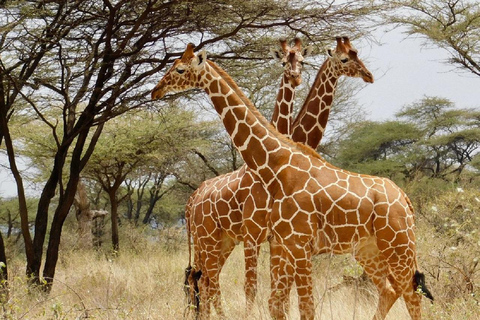 Nairobi: 3-Day Samburu National Reserve Safari Tour