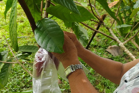 Puerto Maldonado: Amazonian Cacao Experience with Boat Ride